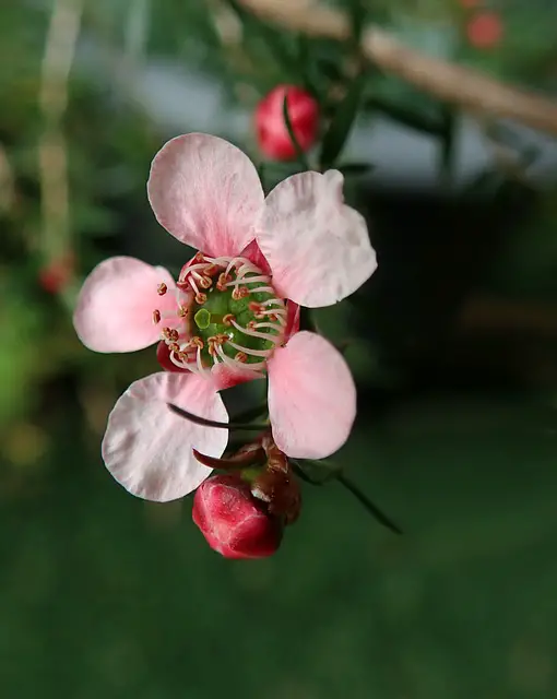 tea tree blooming