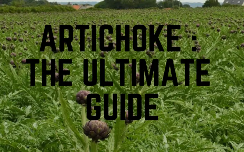 ARTICHOKE _ THE ULTIMATE GUIDE