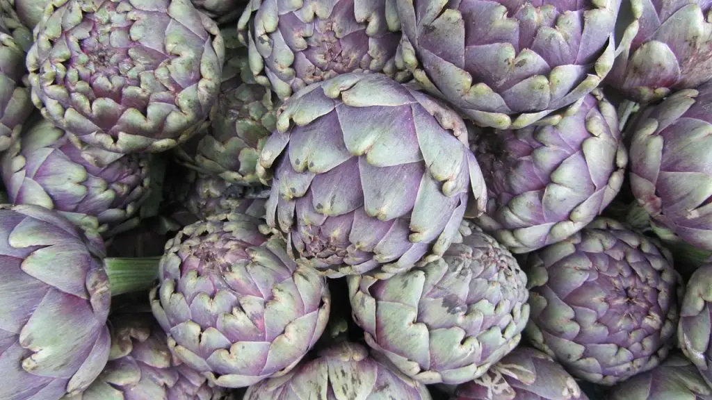 ARTICHOKE GLOBE