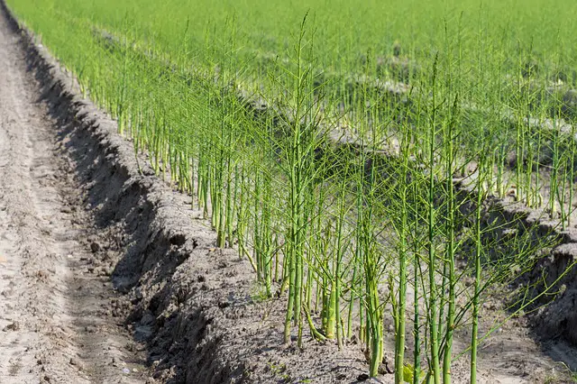 asparagus plants growing