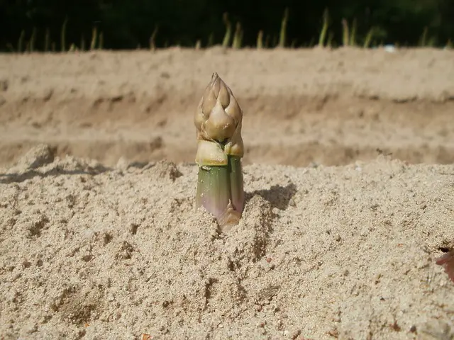 asparagus plant shoot