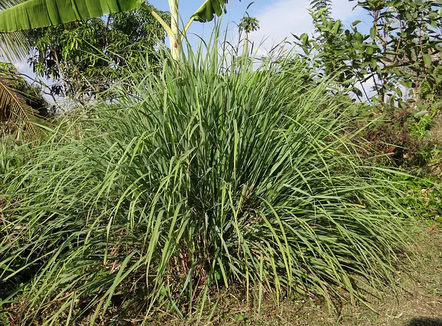 Lemongrass plant