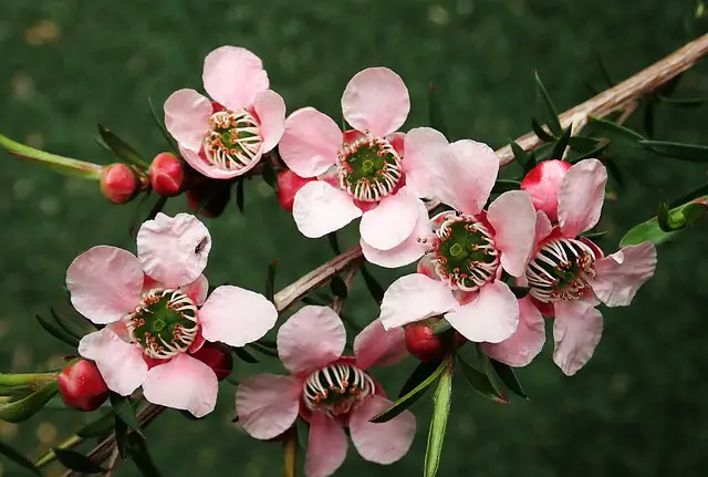 tea tree plant