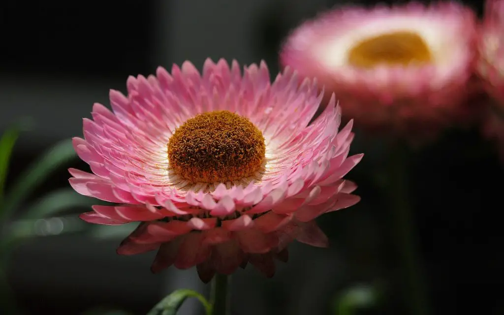 Helichrysum flower