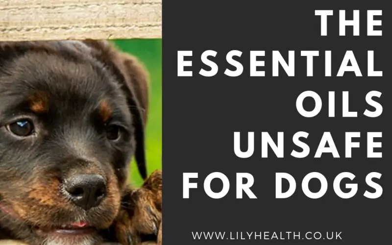 The Essential Oils Unsafe for Dogs