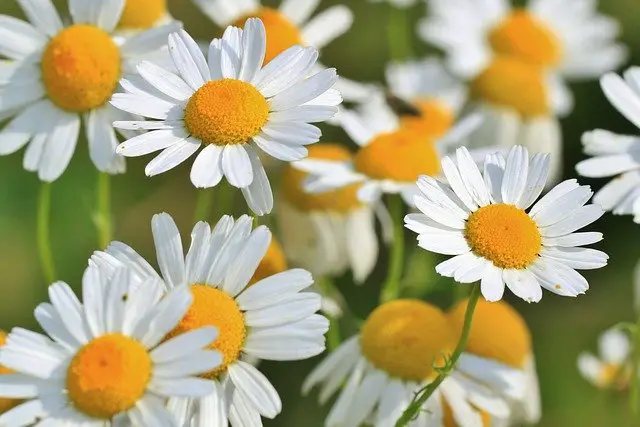 Chamomile flower