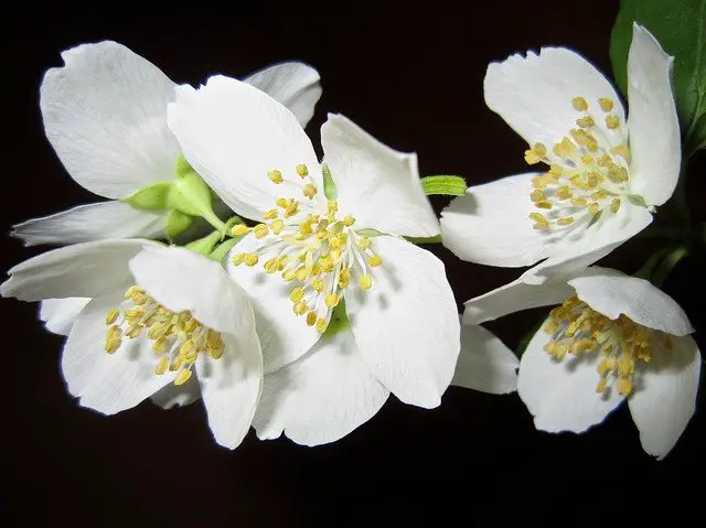 Jasmine flower