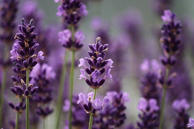 Lavender flower