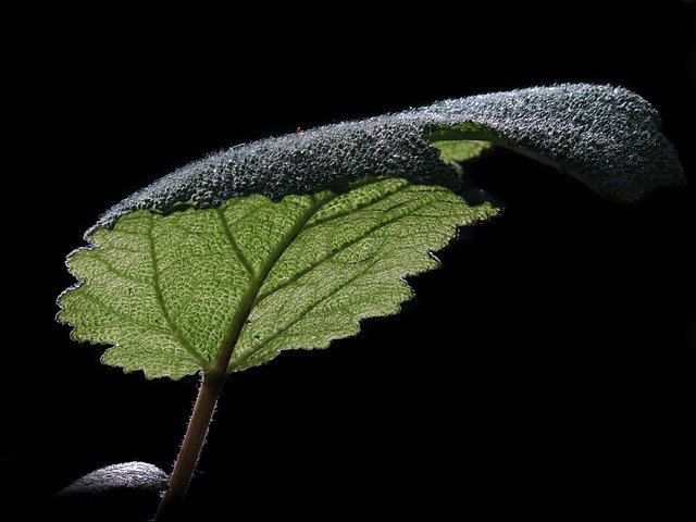 Clary Sage leaf