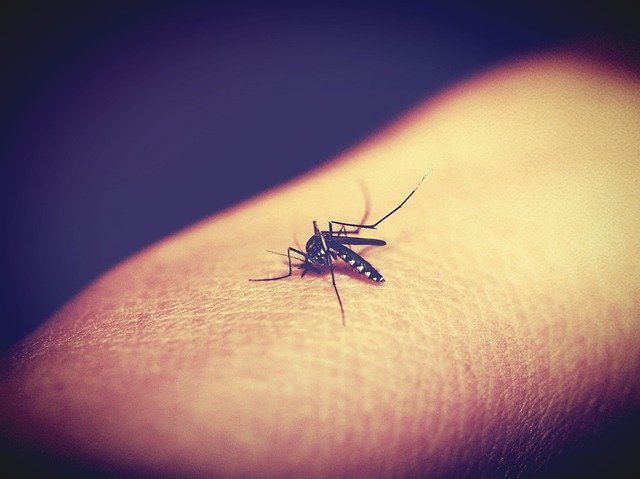 mosquito on finger