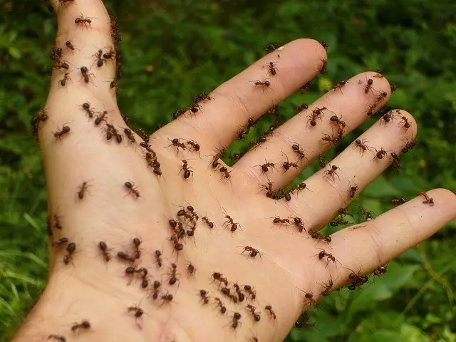 ants on hand
