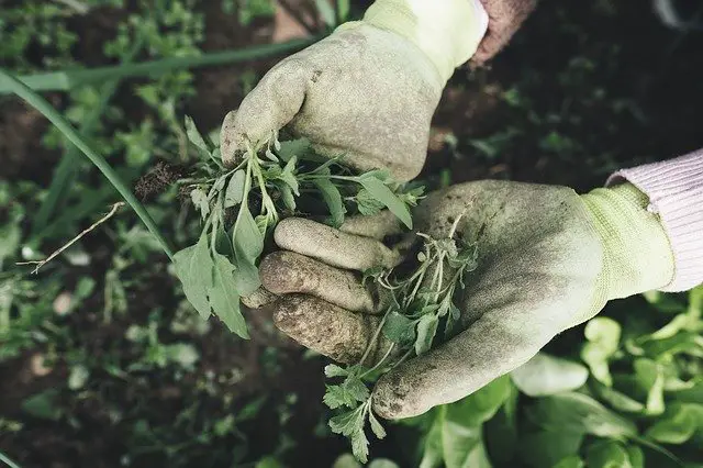 gardener with weeds in gloves
