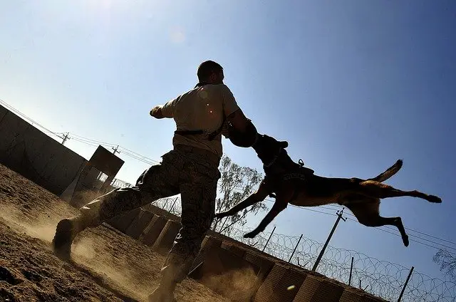 man training dog to bite