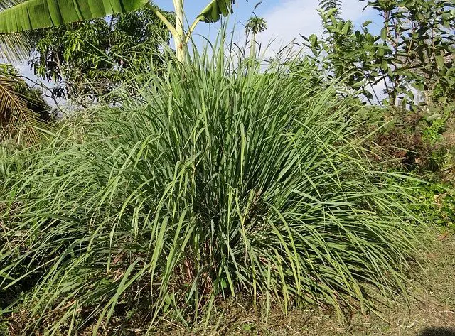 Lemon grass plant