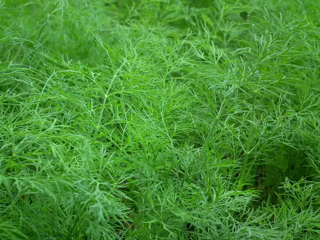 dill herb growing