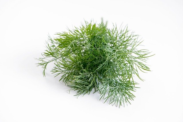 dill plant that has been harvested