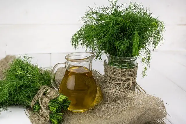 A pitcher with dill oil next to harvest dill herb