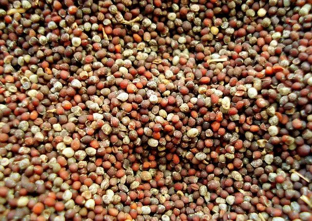 Dried mustard seeds