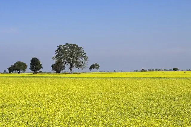 A field of mustard 