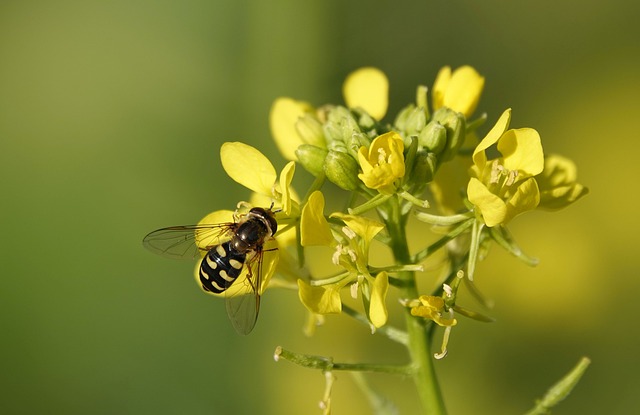 an insect on a mustard plant