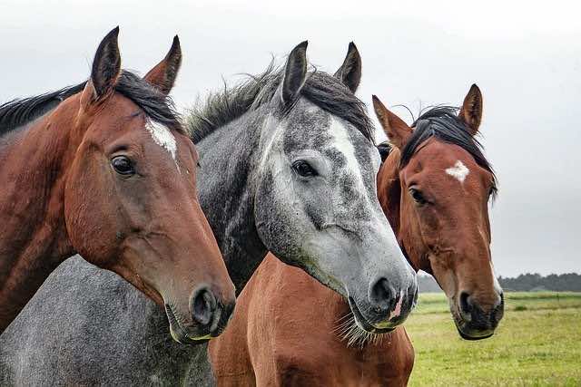 three horses