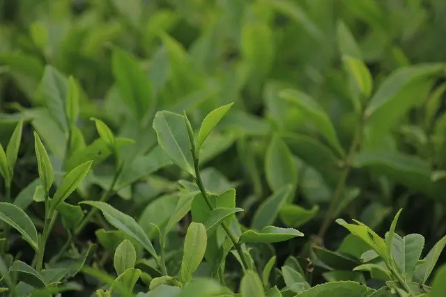 Assam Tea leaves in a field