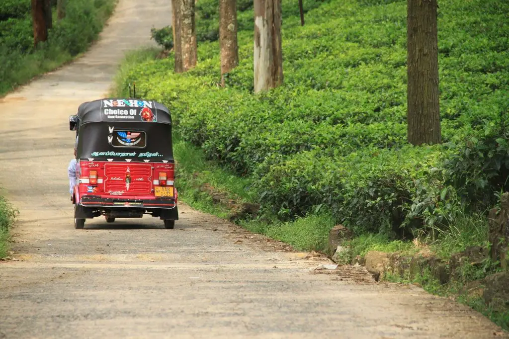 A tuk tuk driving next to a field of ceylon tea