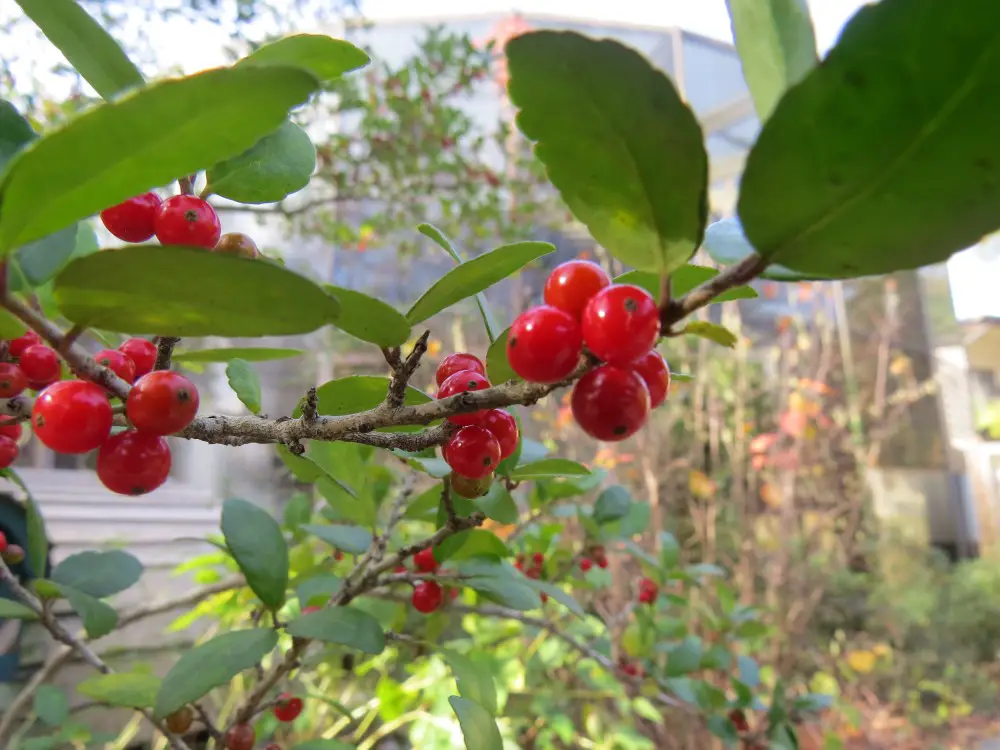 Yaupon tea benefits Lily Health