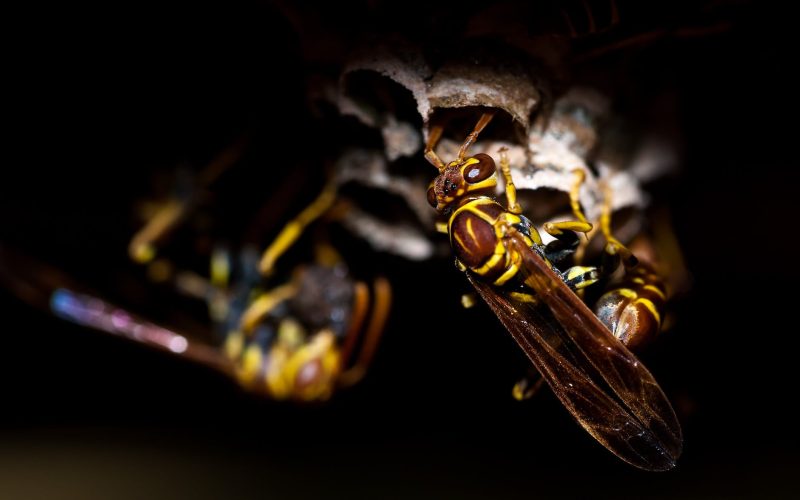 swarm of yellowjacket wasps