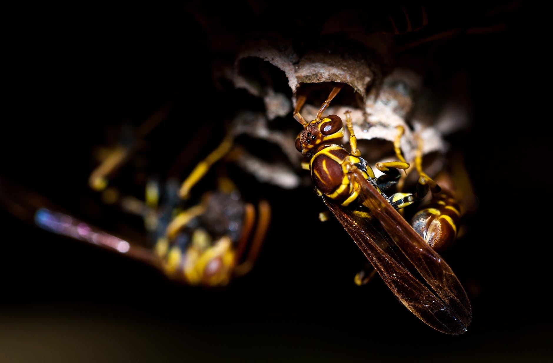 swarm of yellowjacket wasps